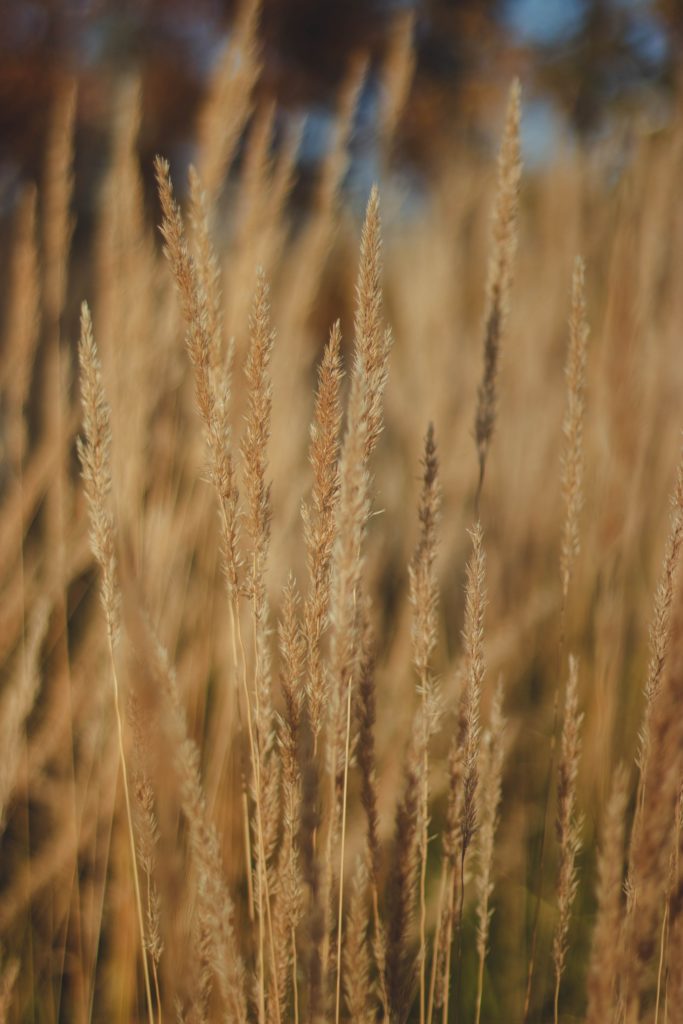 millet can help reduce Damp