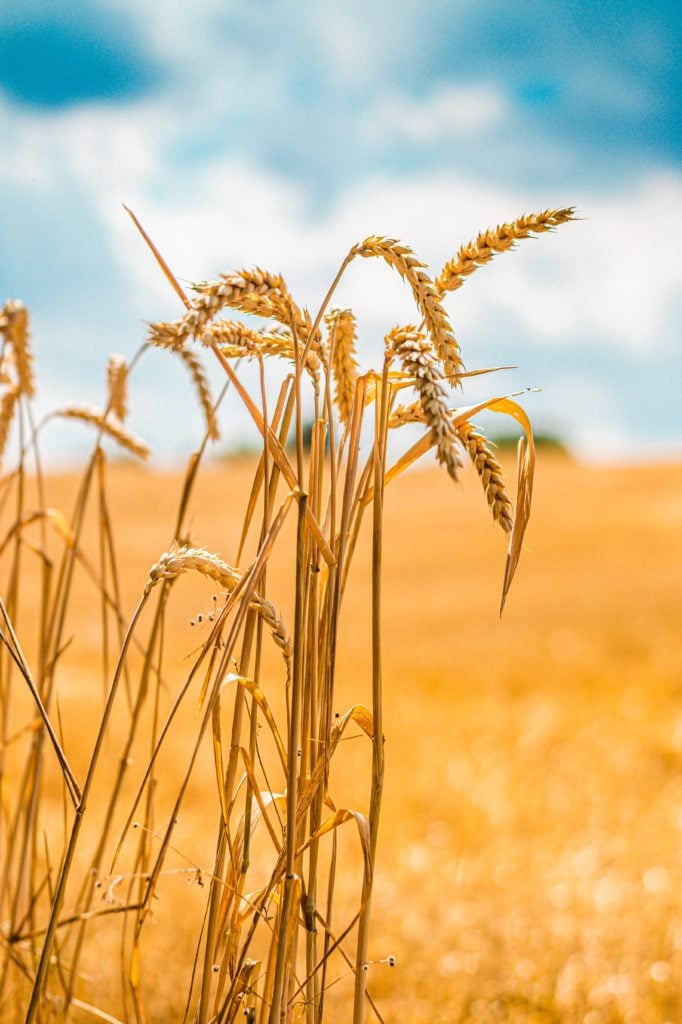 wheat - glutinous grain that sometimes increases Damp