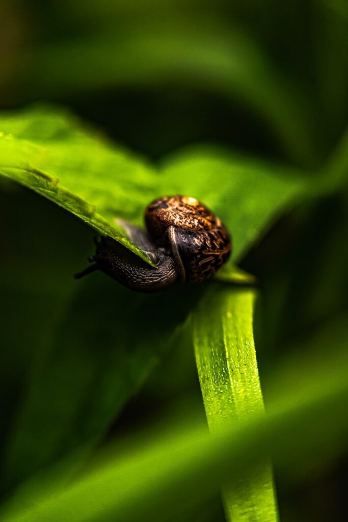 brown snail on green leaf: snails need mucus, like us!