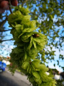 Trees in Spring Wood phase