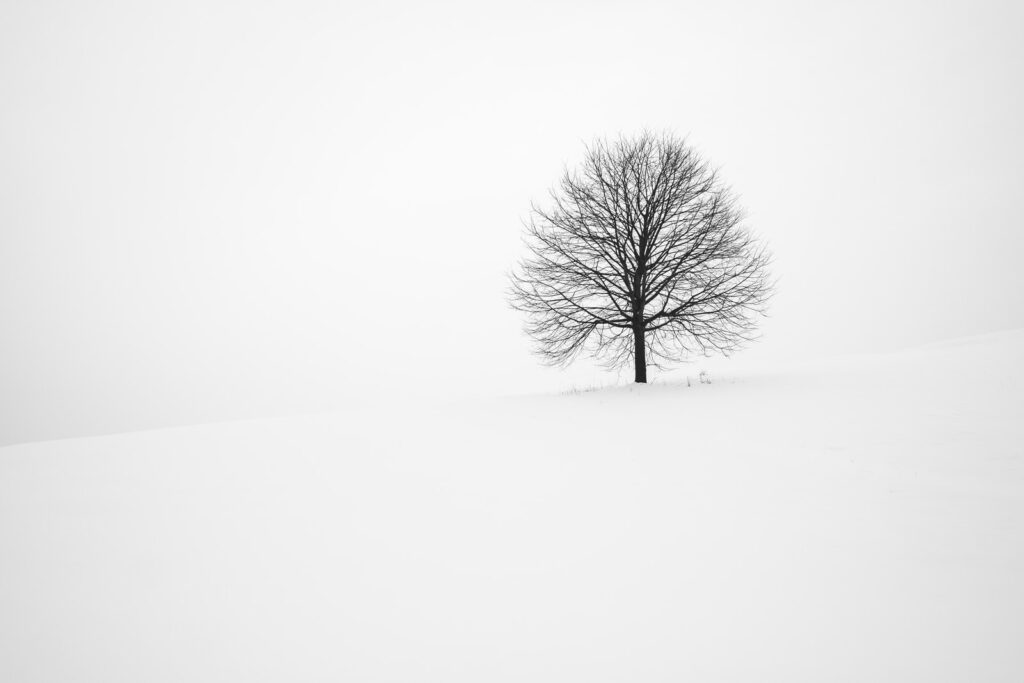 A tree in Winter surrounded by snow, frozen water.