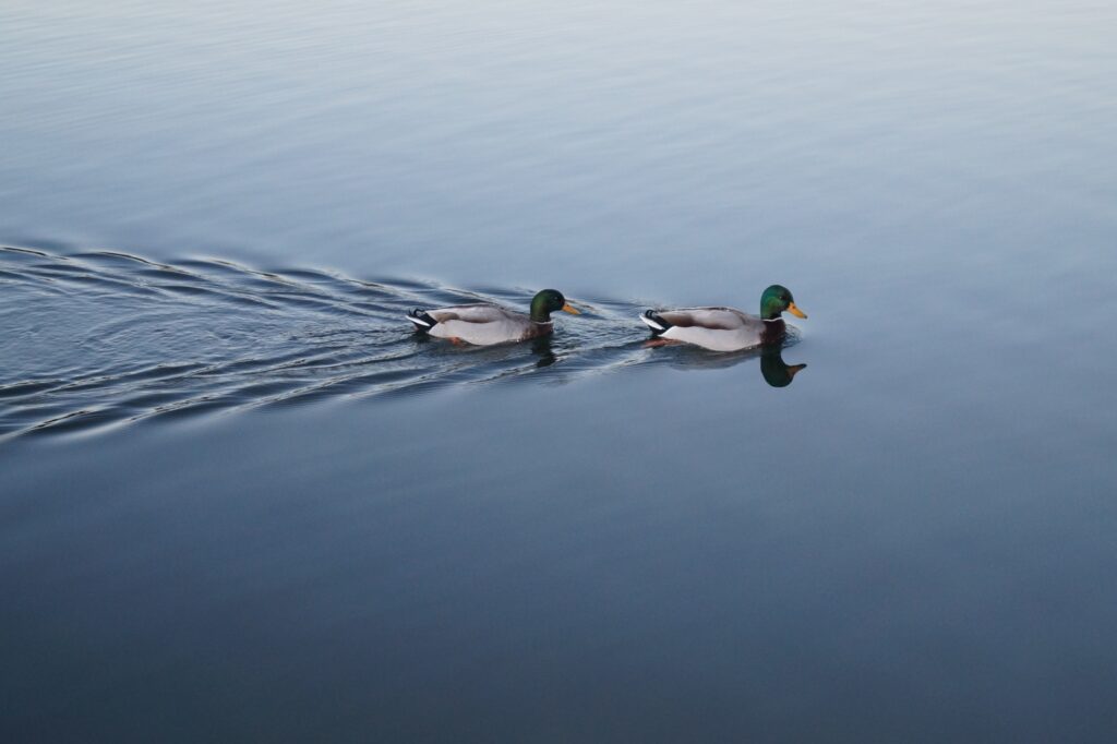 two swimming mallard ducks on still body of water. Guidance can help these types. They're all for growth!