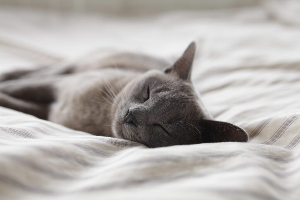 Russian Blue cat sleeping on whit textile. Good sleep helps cold hands.