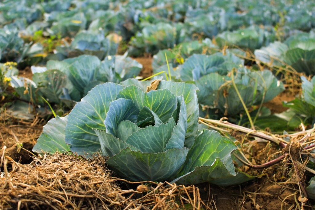 bok choy at daytime: cabbage is a great food for Stomach