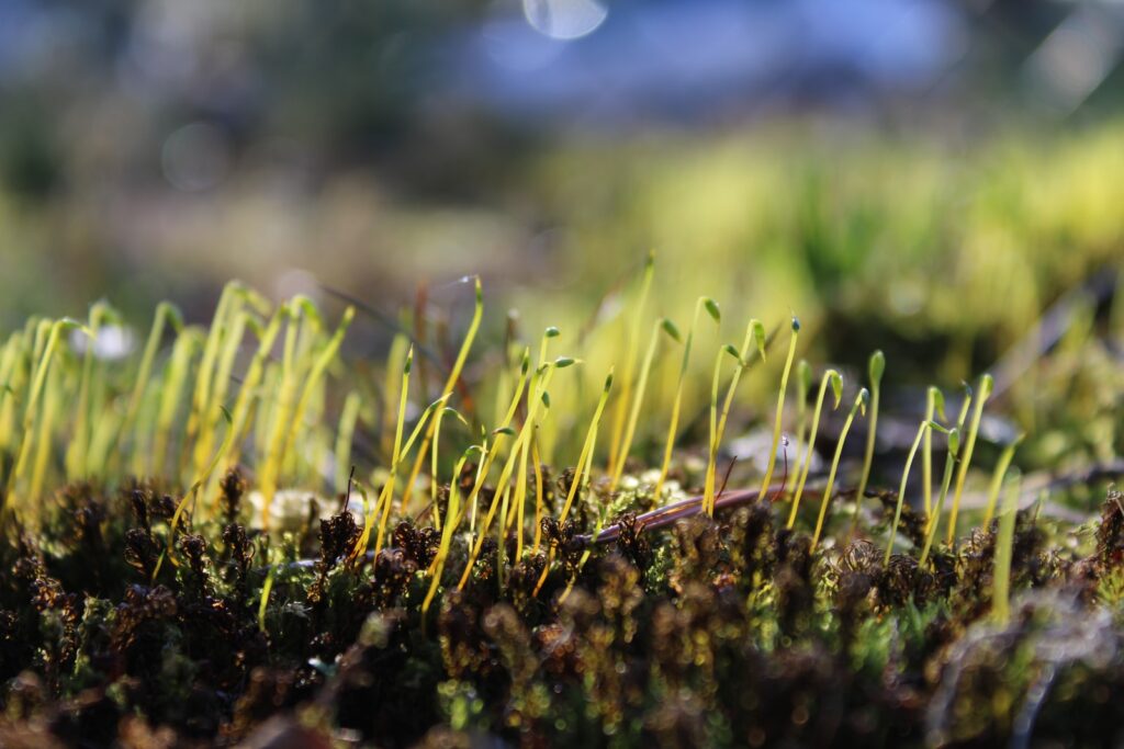 sprouted seeds for heart and kidney health