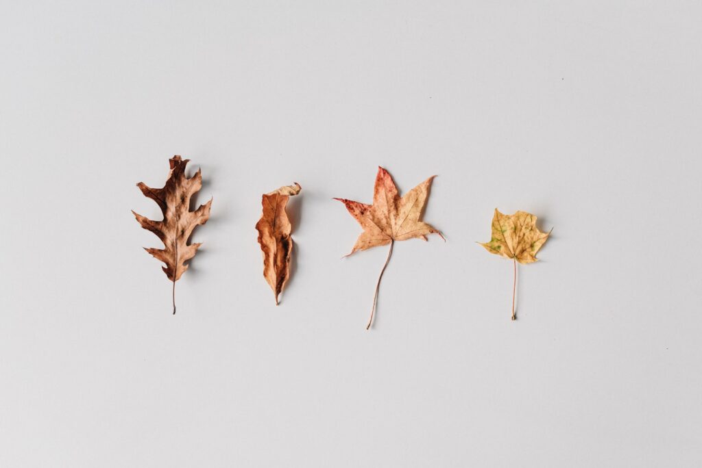 brown leaves on white surface: supplements are often dry so not ideal forms of erectile dysfunction treatment