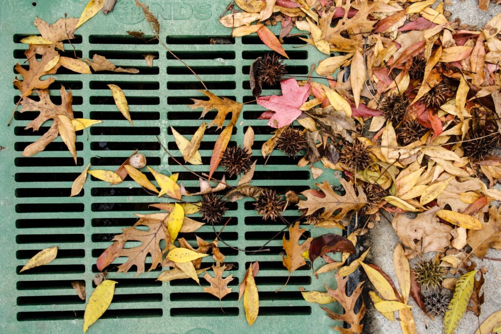 dried leaves on blue wooden fence