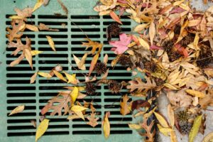 dried leaves on blue wooden fence