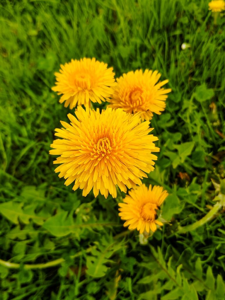 dandelion leaves have the bitter taste