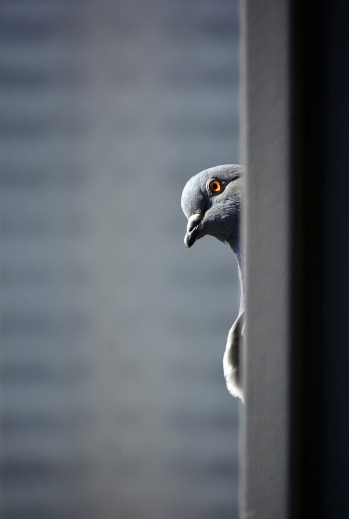 Pigeon, a salty snack