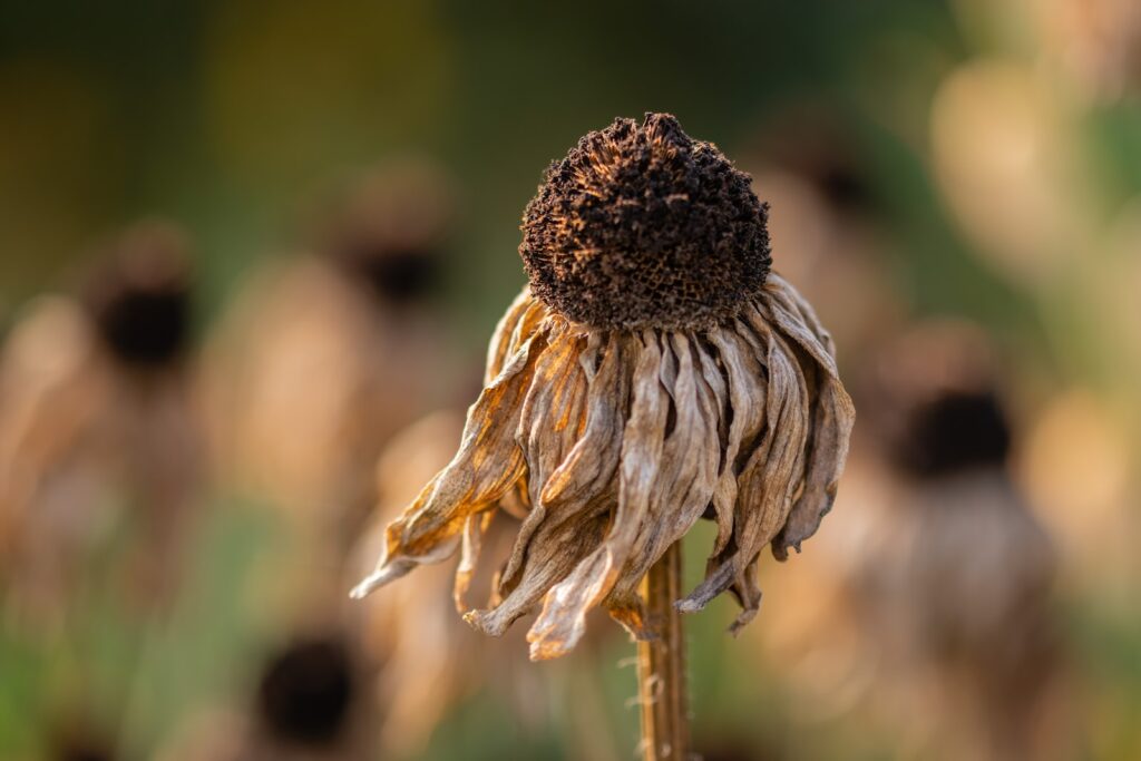 Drought after dry heat