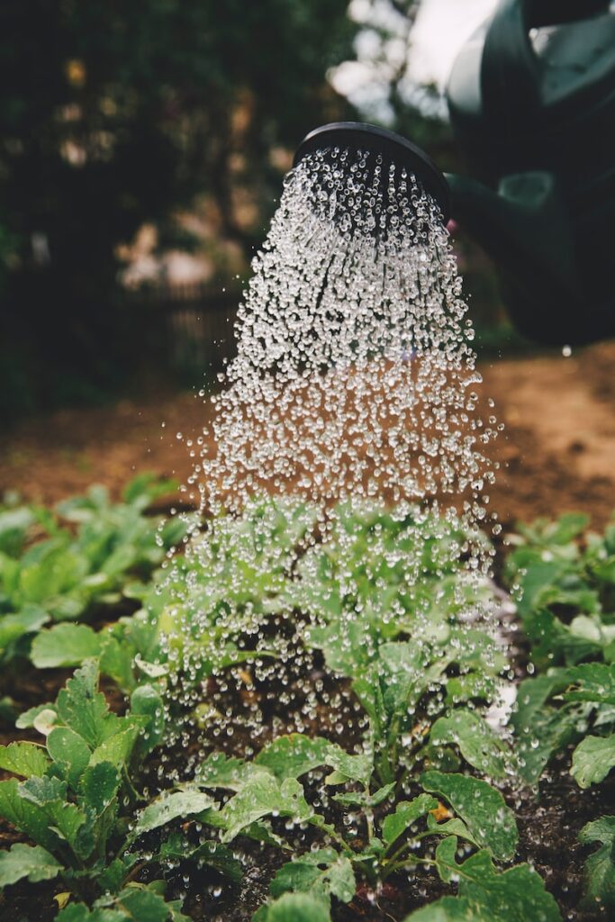 Water your body to help it deal with Dry Heat