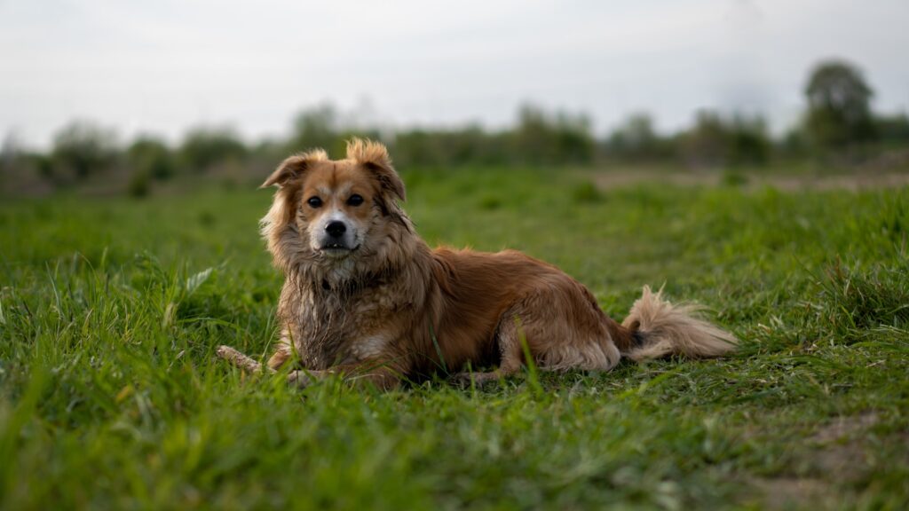 Life energy in a healhty dog - vitalism in action!