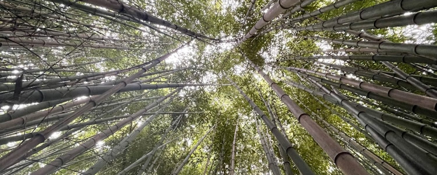 a group of trees
