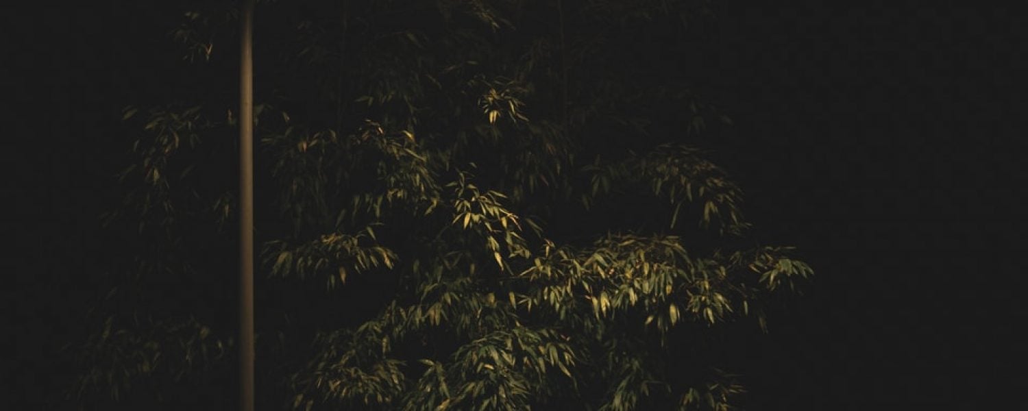 turned-on post lamp beside tree